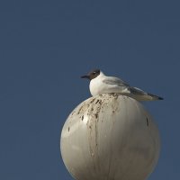 смотрящая :: Владимир Зырянов