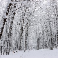 Графика зимы :: Галина Ильясова