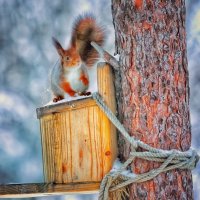 Белка :: Андрей C