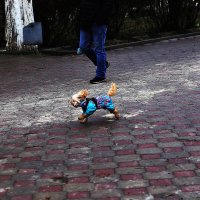 Бежит! :: Юрий Гайворонскiий