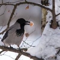 "Вороне где-то бог послал кусочек... хлеба!" :: Владимир Безбородов