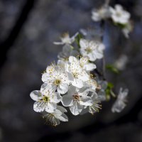 *** :: Александр. AVG100 ---