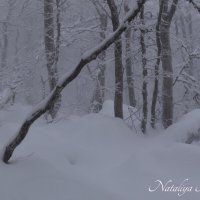 Природа Крыма :: Amazing Cosmea