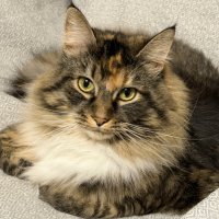 Она чувствует себя королевой в доме! :: Любовь 