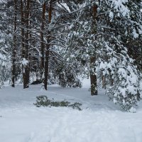 Лесной зимний пейзаж :: Александр Синдерёв