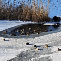 Ростовские зарисовки :: Александр Гапоненко