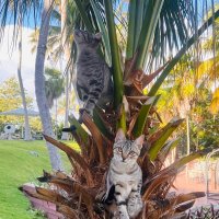 кубинские котики :: Александра Николаева