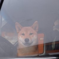 Милый пес :: Александр Вадимович Crew smail