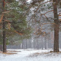 снегопад :: Владимир Зеленцов