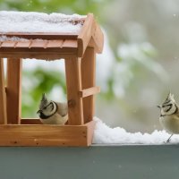 Синица. :: Lucy Schneider 