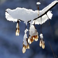 картинки января 26г. 5 :: Александр Прокудин