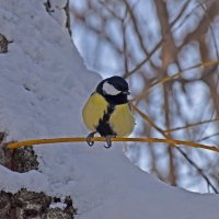 Морозно! :: Валентина  Нефёдова 