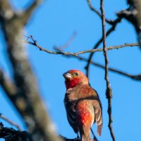 Чечевица :: Владимир Лазарев