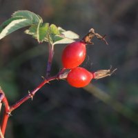 Шиповник осенний. :: сергей ермошкин