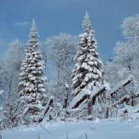 Зимние картины... :: Галина Ильясова