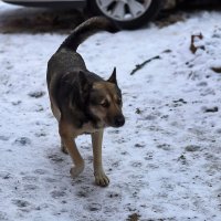 Его зовут Волк :: Юрий Гайворонскiий