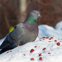 *   *   * :: Сергей Медведев