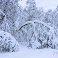 Зимняя сказка :: Галина Ильясова