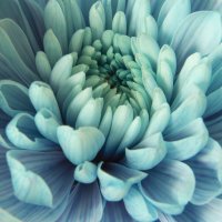 Бутон :: Андрей C