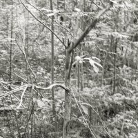 Фотография :: Денис Безногов