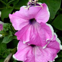 Петунья. :: nadyasilyuk Вознюк