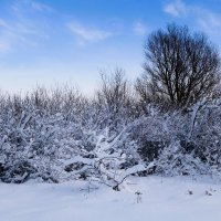 Зимние зарисовки :: Рита Симонова