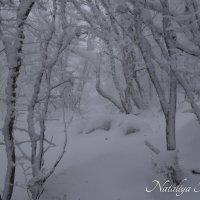 Природа Крыма :: Amazing Cosmea