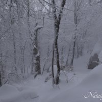 Природа Крыма :: Amazing Cosmea