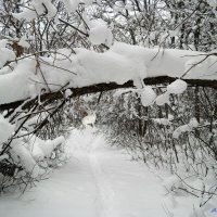 Пробираясь в зимней чаще... :: Андрей Заломленков