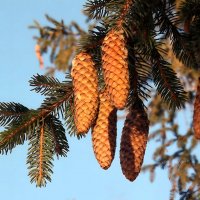 Немного о шишках... :: Андрей Заломленков