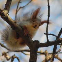 Белка. :: Александр. AVG100 ---