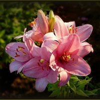 Лилии :: Валентина Надсон