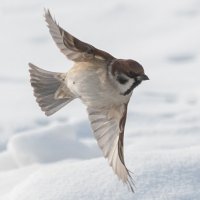 5 :: Сергей Флетчер