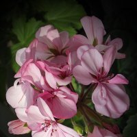 Герань :: Freddy 97