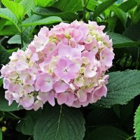 Гортензия :: PRP 