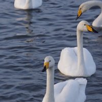 Лебеди-кликуны :: Наталия Григорьева