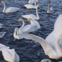 "Сейчас улечу!" :: Наталия Григорьева