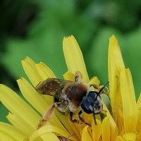 *** :: Зоя Мишина