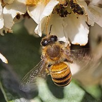 За мёдом :: Sergey Grim