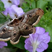 Павлиноглазка грушевая :: Надежда Куркина 