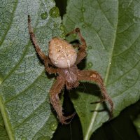 Паук-крестовик :: Aleksandr 