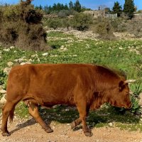 Йодфат — Крепость Иосифа :: Александр Деревяшкин