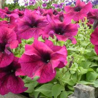 ПЕТУНИИ :: СЕРГЕЙ ФИЛОЧКИН