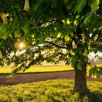 sunset :: Elena Wymann