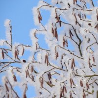 Изморозь :: Ольга Митрофанова