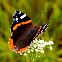 опять про бабочек...338 :: Александр Прокудин