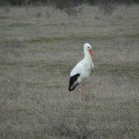 Аист :: Николай Я