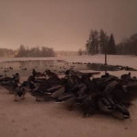 Утки :: Сапсан 