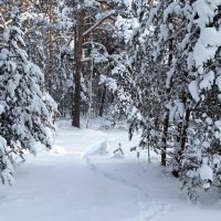 Снежный январь. :: Милешкин Владимир Алексеевич 