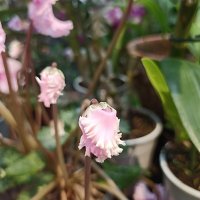 Бутончики :: Pippa 